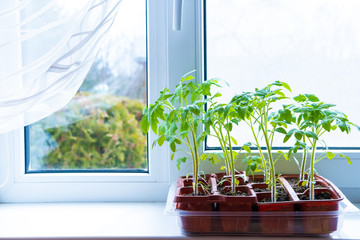 Young tomato seedlings in pots on white window. How to growing food at home on windowsill. sprouts green plant and home gardening. Copyspace.