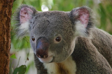 Koala bear