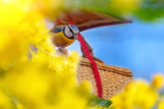 Blue tit on a homemade feeder.