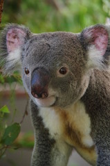 Obraz premium Koala bear