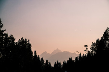 silhouette of pines and mountains in grand tetons