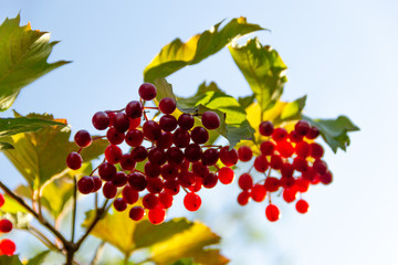 Viburnum berries on a bush on a summer sunny day against a clear blue sky. The concept of natural beauty, agriculture and medicinal plants. Symbol of Ukraine. Selective and soft focus.
