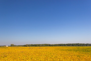 A field sown with rapeseed. Rural landscape. The concept of agriculture and bountiful harvest. Design for postcard or calendar, place for text. Selective and soft focus.