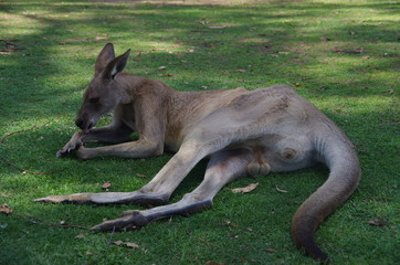 Kangaroo