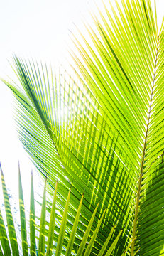 sunlight shinning through the palm tree leaves, Arenal, Costa Rica, Central America 