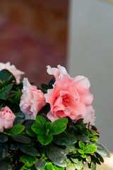A cluster of blooming azaleas
