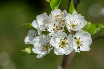 Pear tree flowers in the spring.Pear blossoms in the spring.