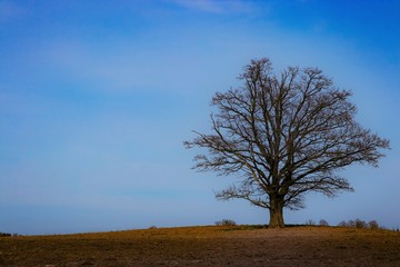 Obraz na płótnie Canvas lonely tree in the field