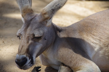Kangaroo