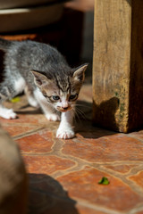 A cute off-white little milk cat, kitten