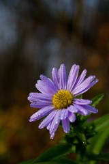 Obraz premium soft purple flower