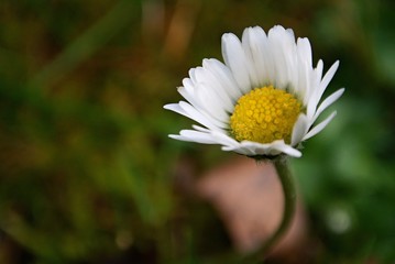 white flower