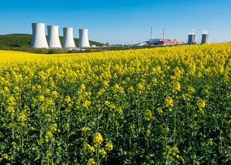 Field of rapeseed,canola or colza, in latin Brassica Napus  with the Nuclear power plant Mochovce...