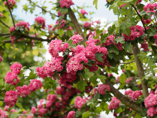 Crataegus laevigata - Der Zweigriffelige Weissdorn 'Paul's Scarlet' oder Echter Rotdorn verwandelt sich zur Blüte in ein rotes Blütenmeer