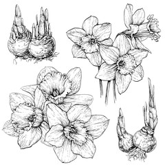 Hand drawn set with Daffodil \ Narcissus in bloom and their bulbs isolated on white background. Vector illustration.