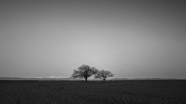 Two isolated trees on a plain