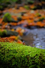 moss on the rocks