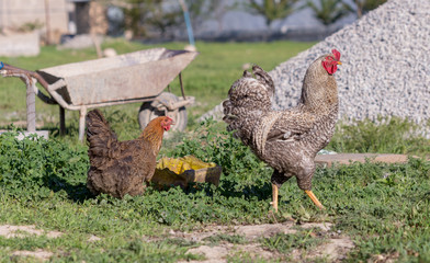 rooster and chicken went on a date in the yard on the green grass