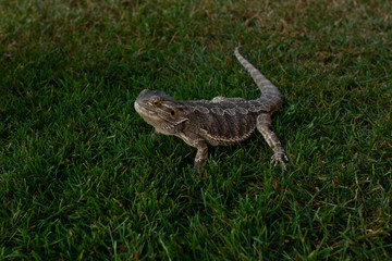 Obraz premium Bearded Dragon in Grass