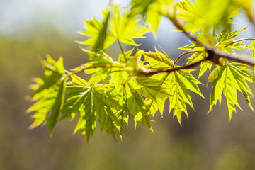 Young maple leaves in the sunlight, in the light