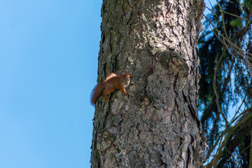 
Young squirrels climbing on a tree