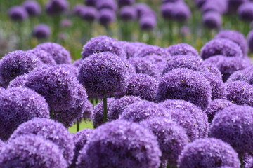 Purple flowers in the garden