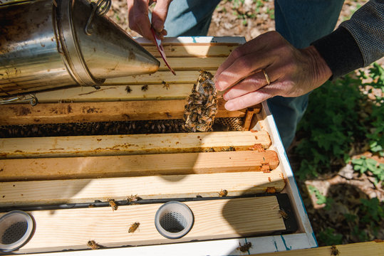 man checking on the new queen of a beehive with his bare hands