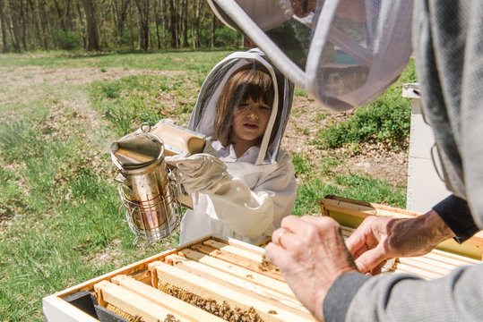 little girl putting smoke in the beehive to check on the hive