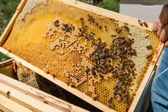 close up of part of a beehive