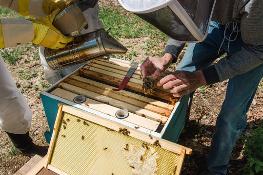little girl observing her grandad taking care of the beehive