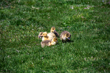 
Young ducklings lie in green grass