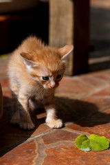 A cute orange little milk cat, kitten