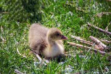 
Young ducklings lie in green grass