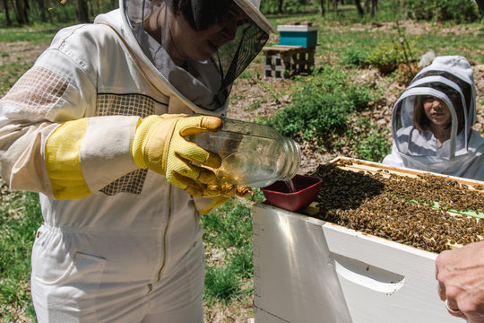 woman putting sugar water in the beehive