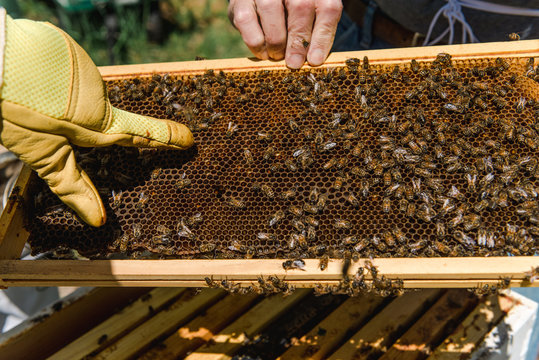 close up of part of a beehive