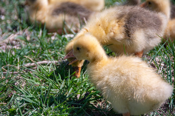 
Young ducklings lie in green grass