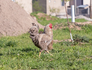 rooster in the yard walks on green grass