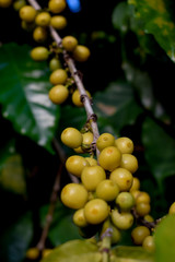 Baga de café amarelo na natureza