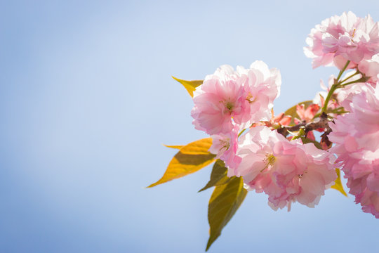 Sakura blossom with copy space on blue sky background. Tender pink sakura flowers. Romantic greeting card. Nature in Japan. Blooming fruit tree close up. Sakura branch with flowers and leaves. 