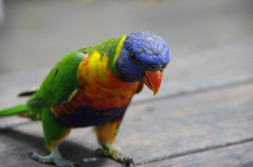 parrot