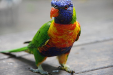 parrot