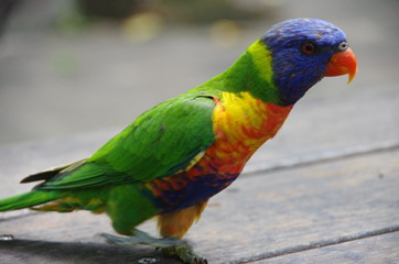 parrot