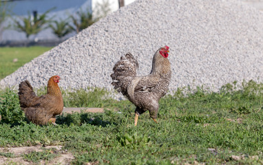 rooster and chicken went on a date in the yard on the green grass