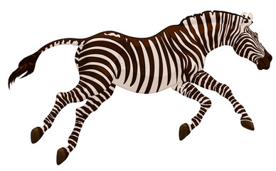 Fototapeta na wymiar Running striped horse lowered its head and gallops with legs stretched out. Colored vector illustration for safari and wildlife tourism.