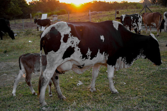 Vaca malhada em p&ocirc;r-do-Sol