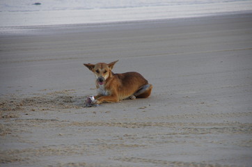 Dingo