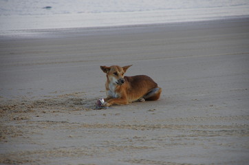 Dingo