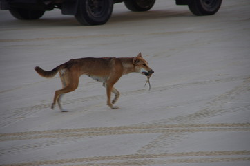 Dingo