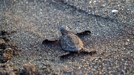 Baby turtle