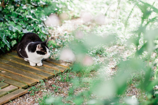 Black and white cat laying on wooden tables in spring garden